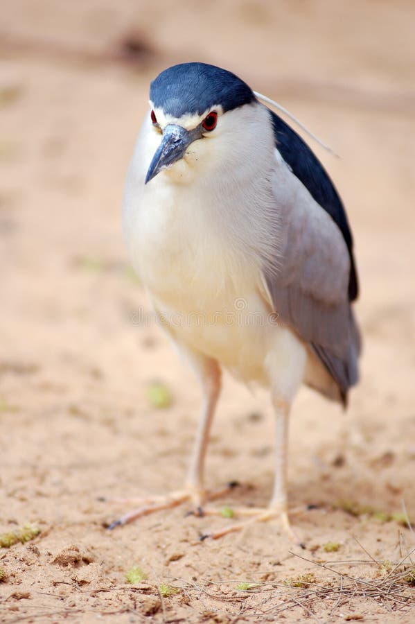 Night Heron