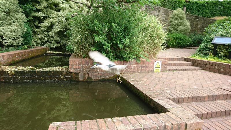 Night heron bird flying swooping