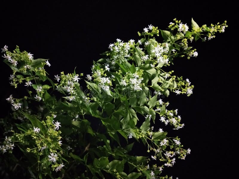 Night Jasmine Flowers Dutifully Nature Stock Photo Image of dutifully