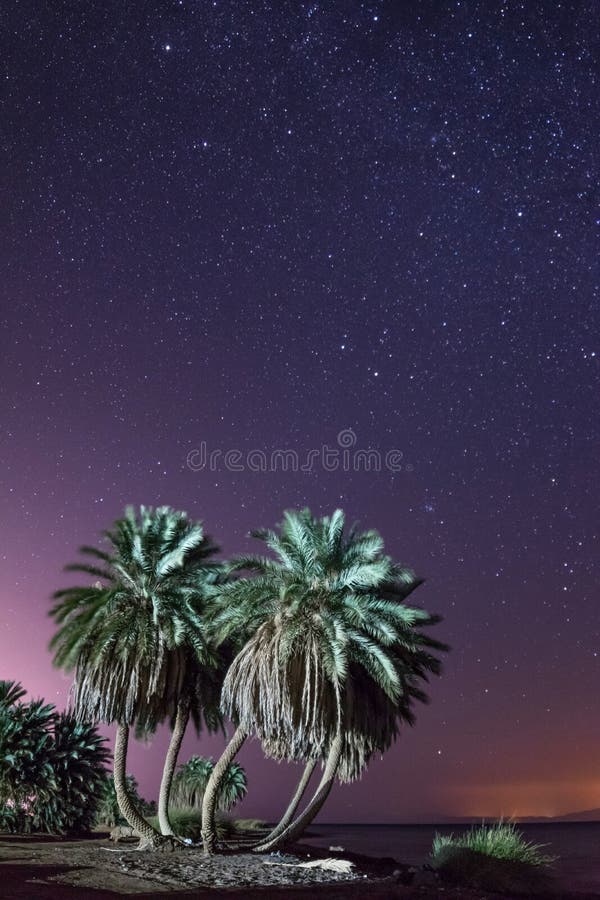 Night landscape with palms and stars