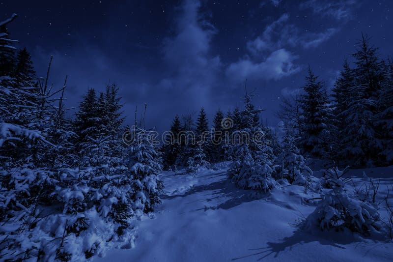 Night Landscape in Winter Forest