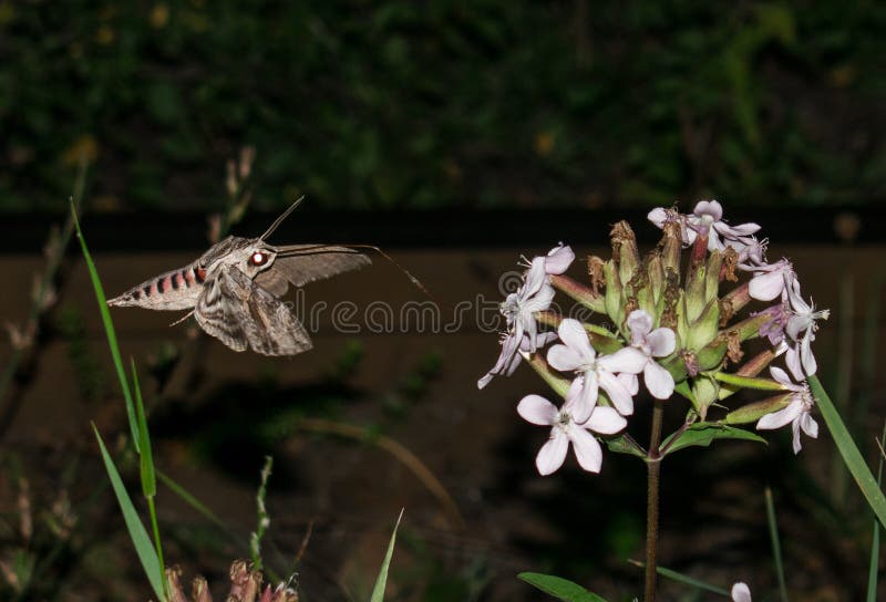 Moth in Flight at Night Sphinx Moth with Long Horn Collects Flower