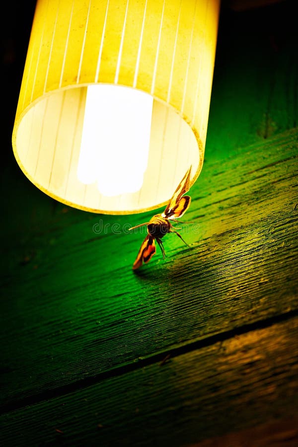 Night moth under the lamp royalty free stock photos Night moth under the lamp royalty free stock photos