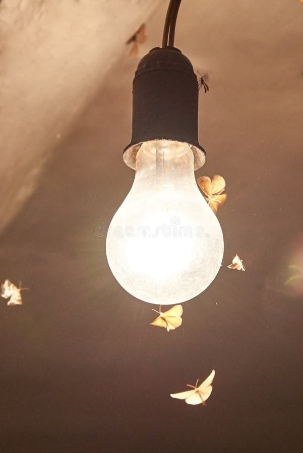 Night Moths Flocked To the Light of a Vintage Light Bulb Stock Photo