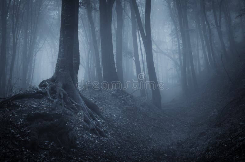 Noche en oscuro Bosque niebla negro árboles.