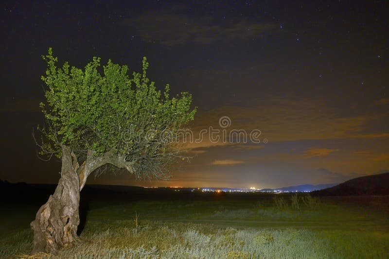 Night and Old tree in Macin Mountains, Romania