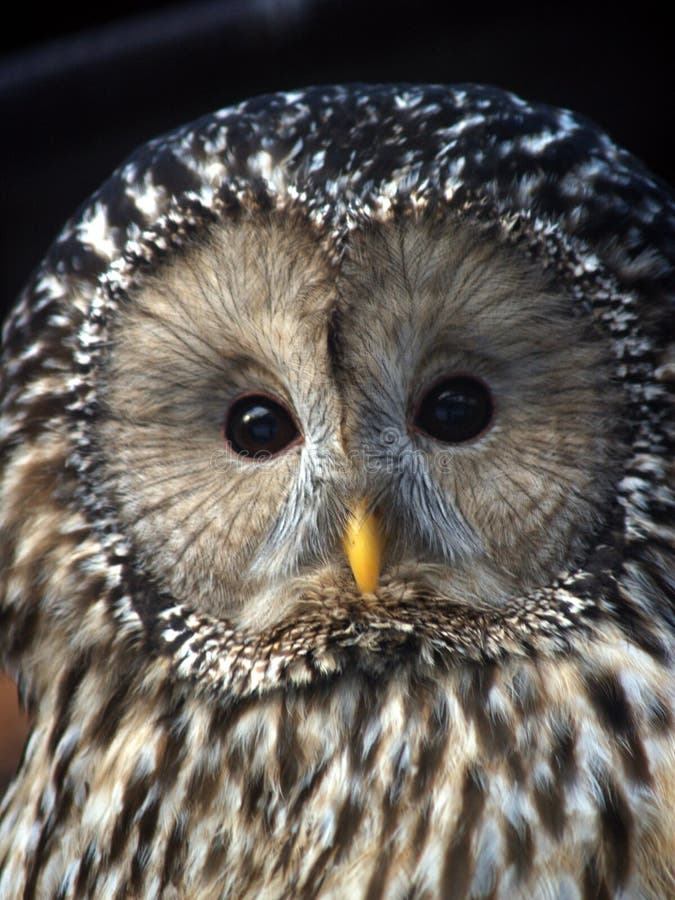 Night owl stock photo. Image of softness, environment 1706860