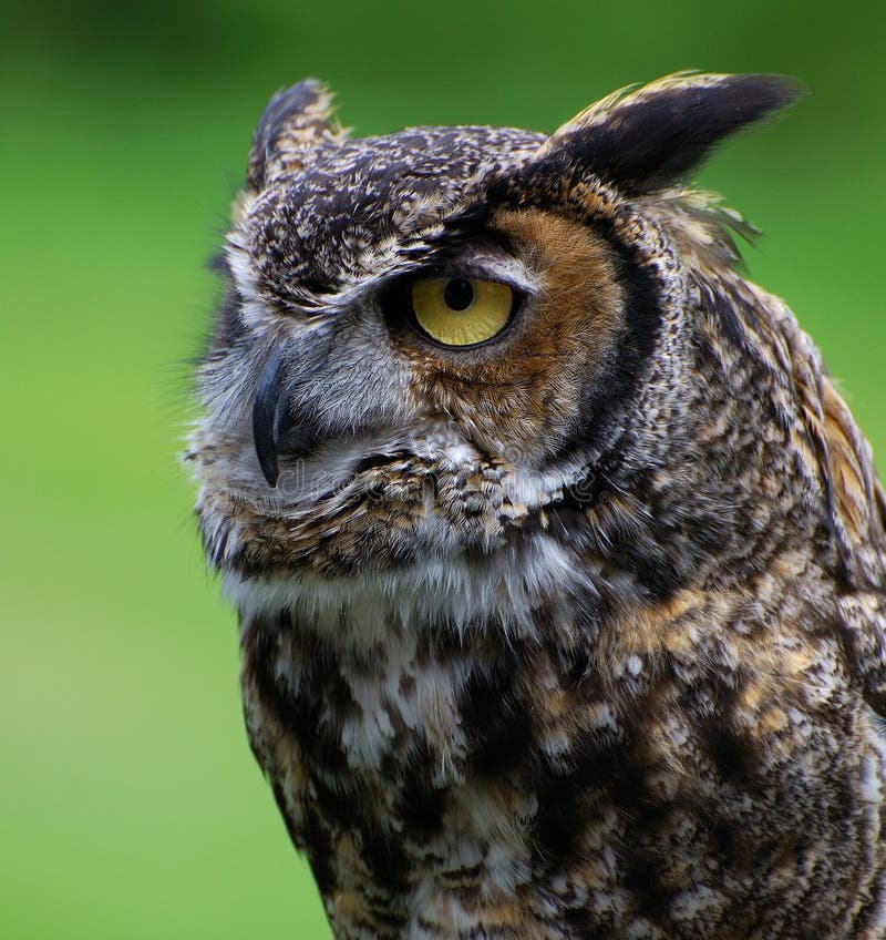 Night Owl Picture. Image 2532506