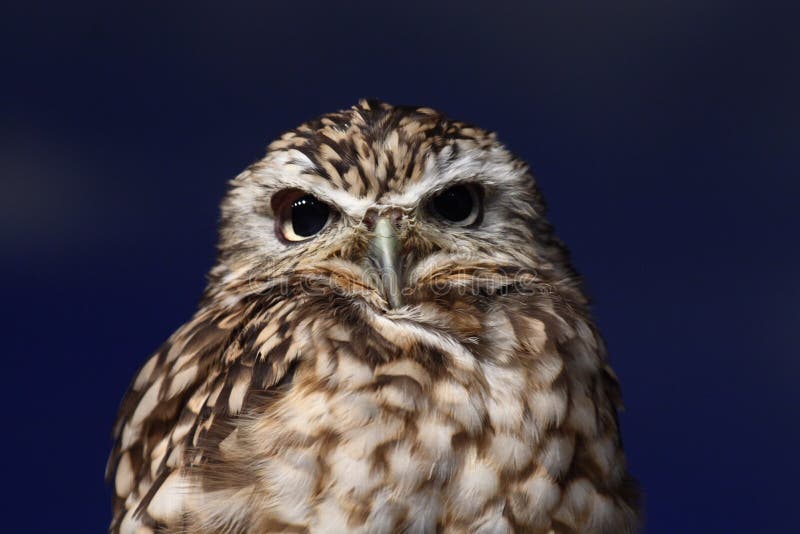 Night owl stock image. Image of birds, night, wildlife 3774083