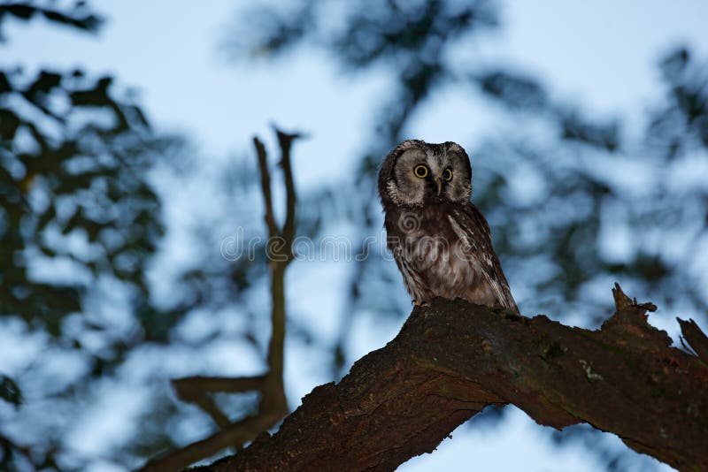 Night owl image. Small bird in the wood. Boreal owl, Aegolius funereus, sitting on the tree branch in green forest background. Owl royalty free stock photo