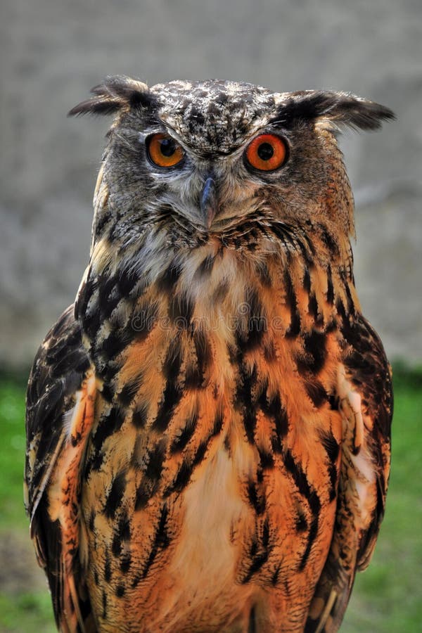 call night owl support call night owl support
