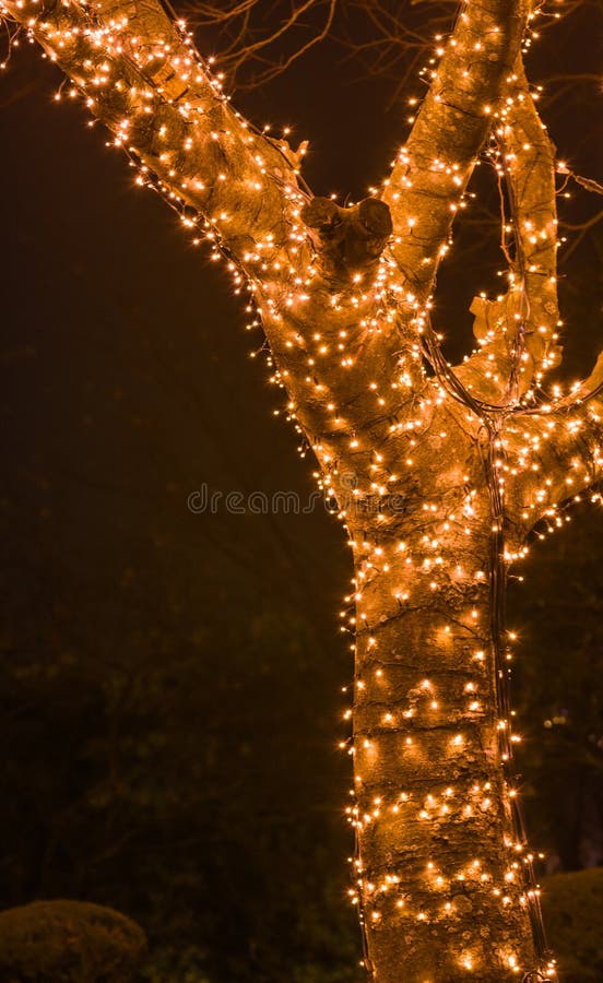 White Christmas Lights on Tree Stock Image Image of card, decor