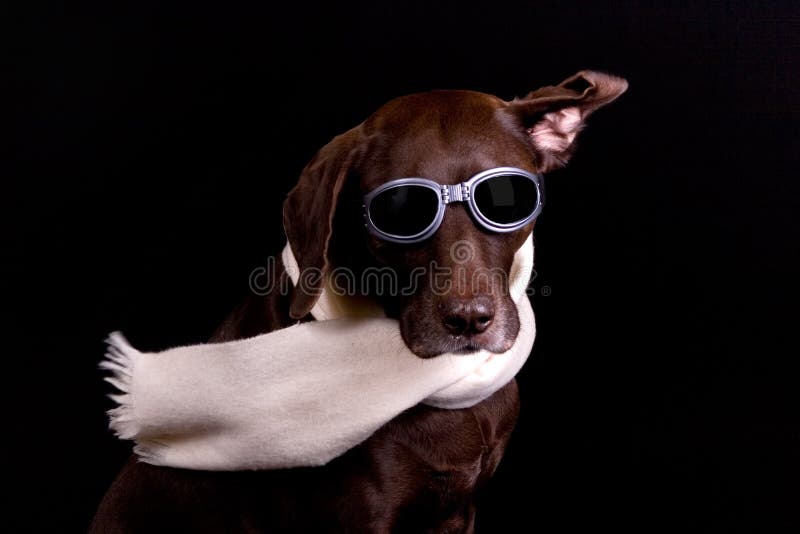 dog wind goggles