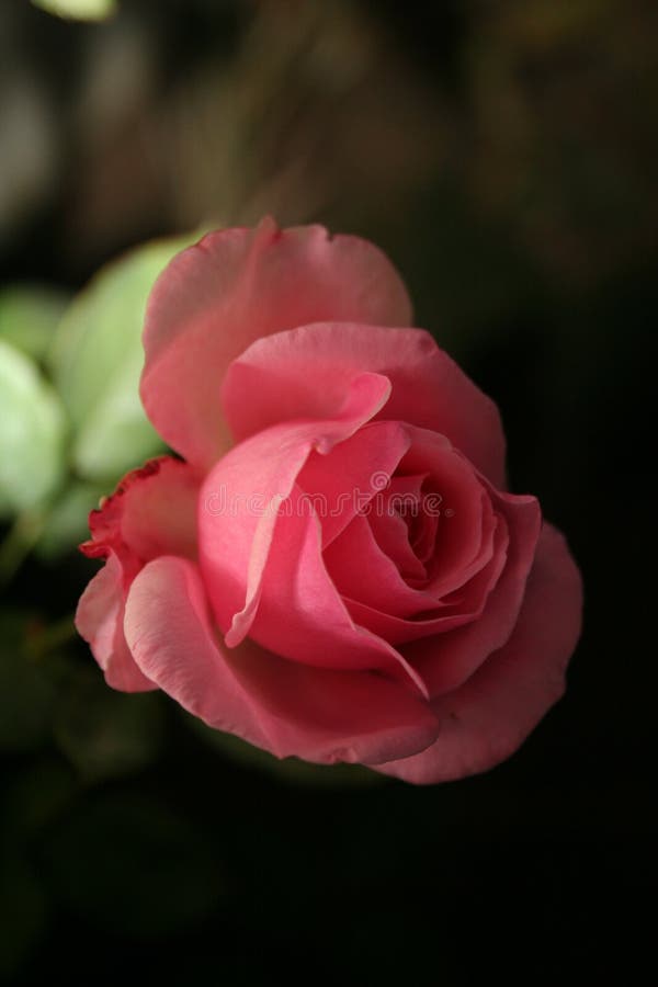Night Rose stock image. Image of card, garden, beauty 3587585