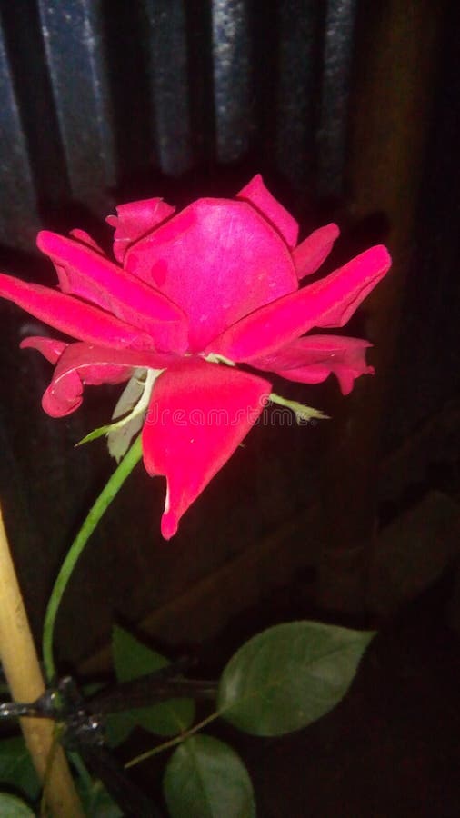 Night Rose stock photo. Image of golap, flower, china 123575094