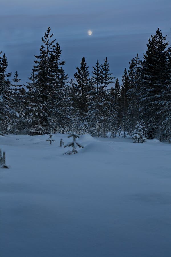 Night snow forest