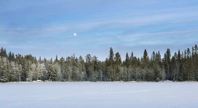 Night snow forest