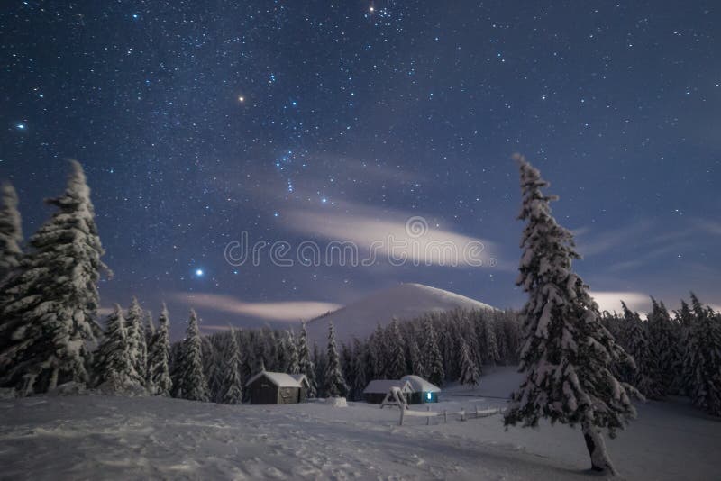 Night snowy forest and bright stars