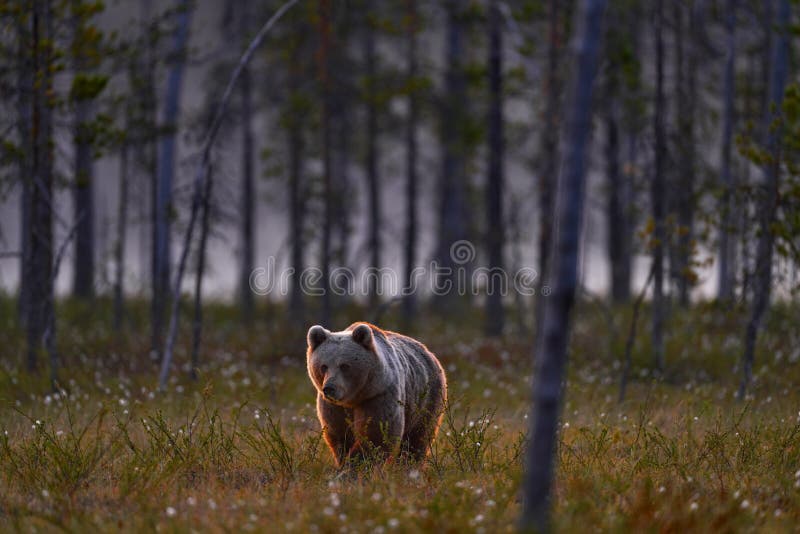 Noc v tajge Medveď ukrytý v žltom lese. Jesenné stromy s medveďom. Krásny hnedý medveď kráčajúci okolo jazera, jesenné farby. Veľký