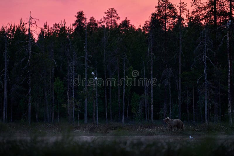 Night in taiga, Bear with lake fog, sunset. Autumn trees with bear. Beautiful brown bear walking around lake, fall pink colours.