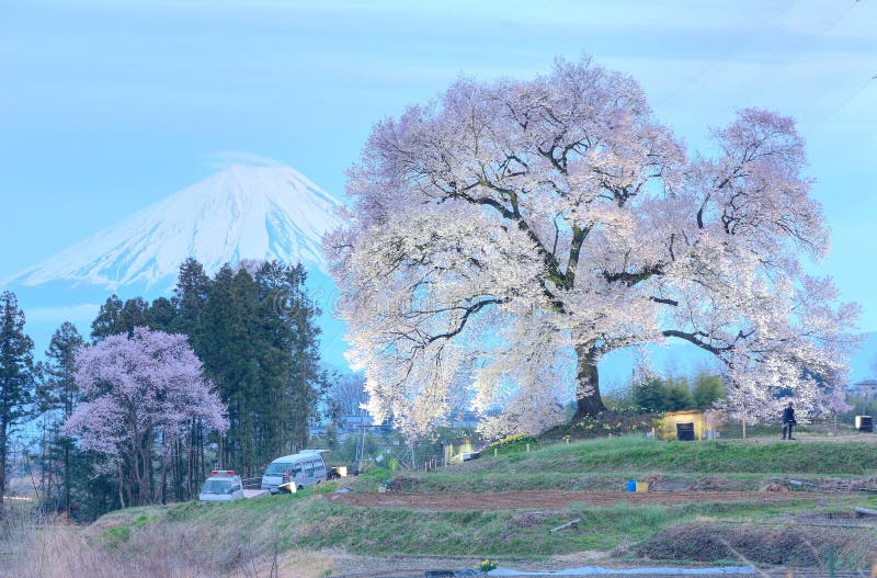 Night view of illuminated Wanitsuka Sakura a 300 year old cherry tree on a hill with snow-capped Mount Fuji in the background