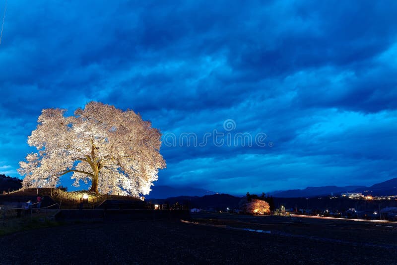 Night view of illuminated Wanitsuka Sakura a 300 year old cherry tree on a hillside under beautiful blue twilight sky in Nirasak