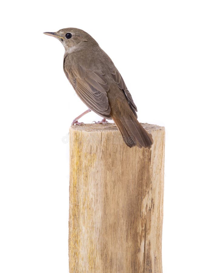 Nightingale sits on a stump isolated on a white background. Nightingale sits on a stump isolated on a white background