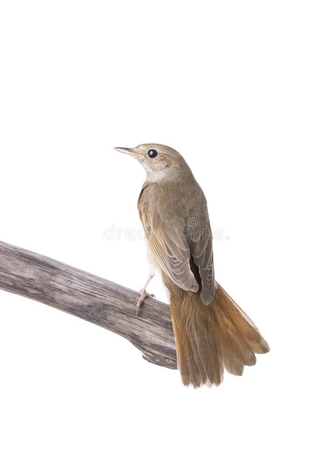 Nightingale sits on a branch isolated on a white background. Nightingale sits on a branch isolated on a white background