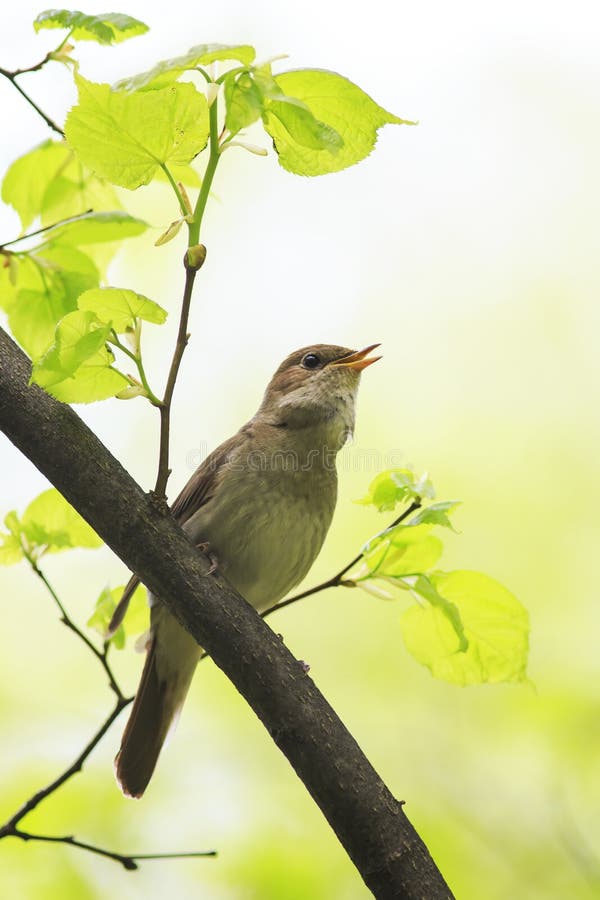 Singing Common Nightingale Stock Photo - Download Image Now