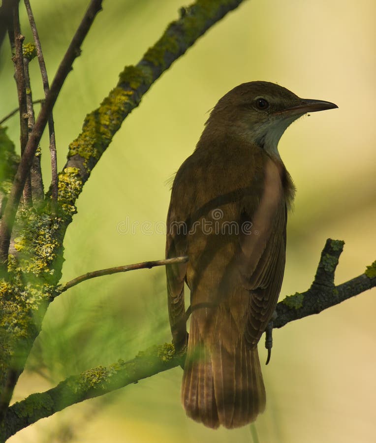 Nightingale-Spirit of the forest