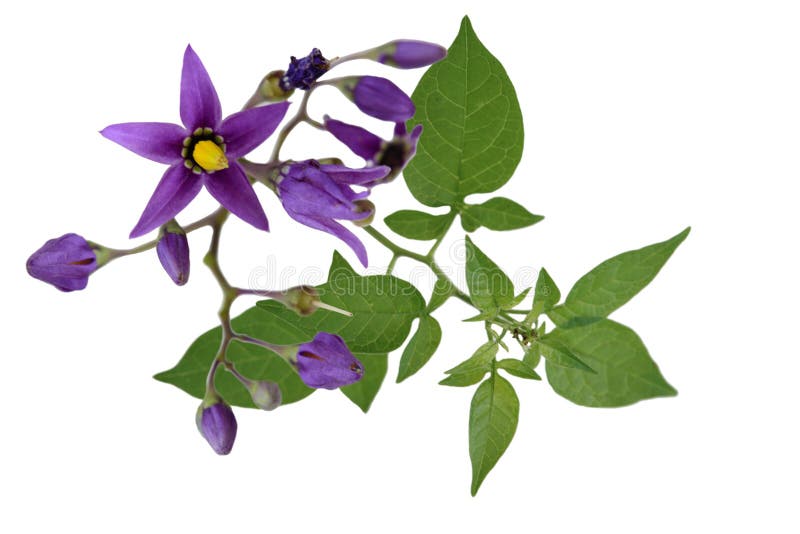 Nightshade Solanum Dulcamara Stock Image - Image of wildflower