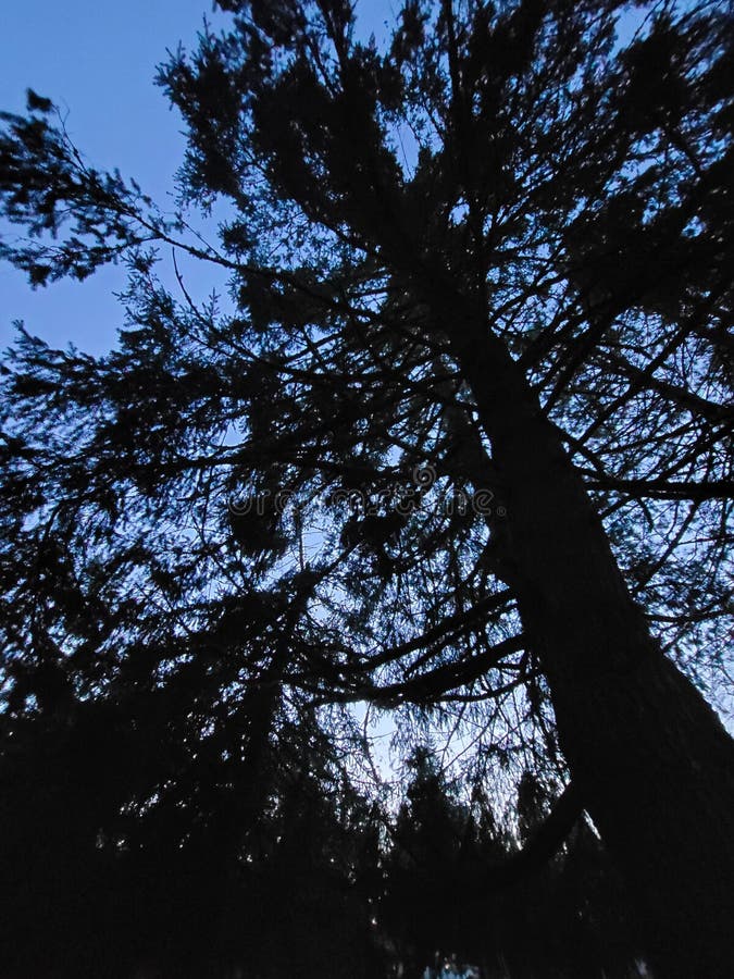 Nighttime Trees from Below the Forest Canopy Stock Photo Image of