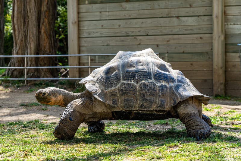 Nigra de Chelonoidis de tortue de Galapagos dans le zoo de Barcelone image libre de droits Nigra de Chelonoidis de tortue de Galapagos dans le zoo de Barcelone image libre de droits