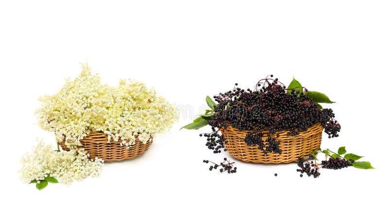 Blossom and fruit black elderberry Sambucus nigra in the baskets on a white background.Common names: elder, black elder. Blossom and fruit black elderberry Sambucus nigra in the baskets on a white background.Common names: elder, black elder