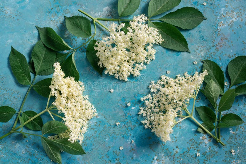 Nigra Sambucus λουλουδιών ανθών Elderflower στοκ φωτογραφίες