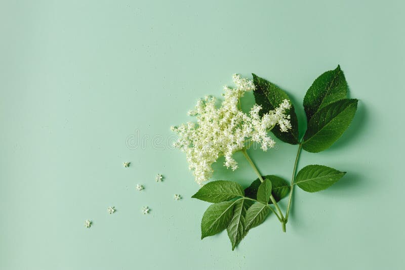 Nigra Sambucus λουλουδιών ανθών Elderflower στοκ εικόνα