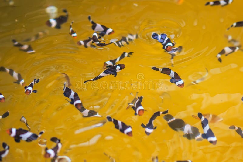 Nigripes de Anemonefish o del Amphiprion imágenes de archivo libres de regalías Nigripes de Anemonefish o del Amphiprion imágenes de archivo libres de regalías
