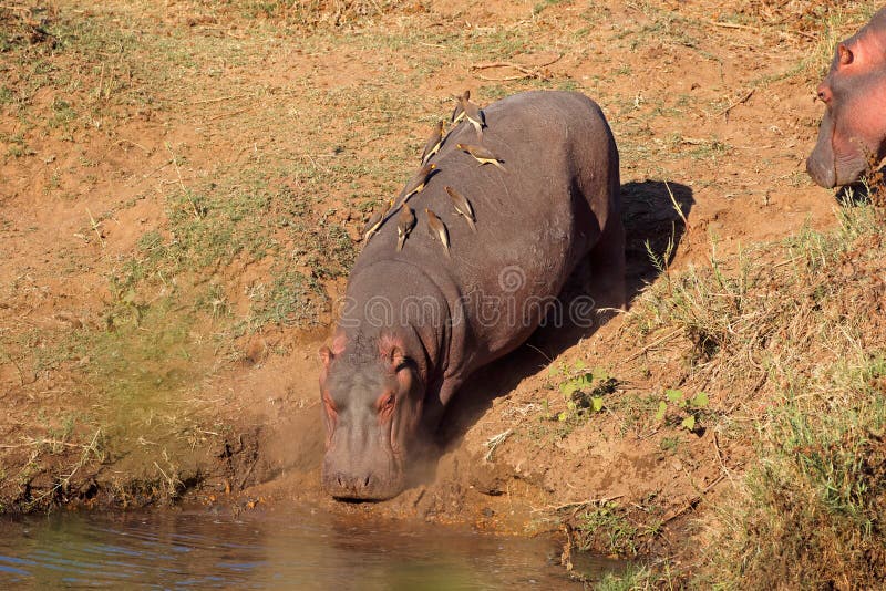 Nijlpaard En Oxpecker Vogels, Het Nationale Park Van Kruger Stock Foto ...