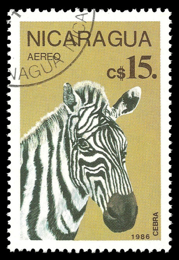 Nikaragua, zebra zdjęcie royalty free Nikaragua, zebra zdjęcie royalty free