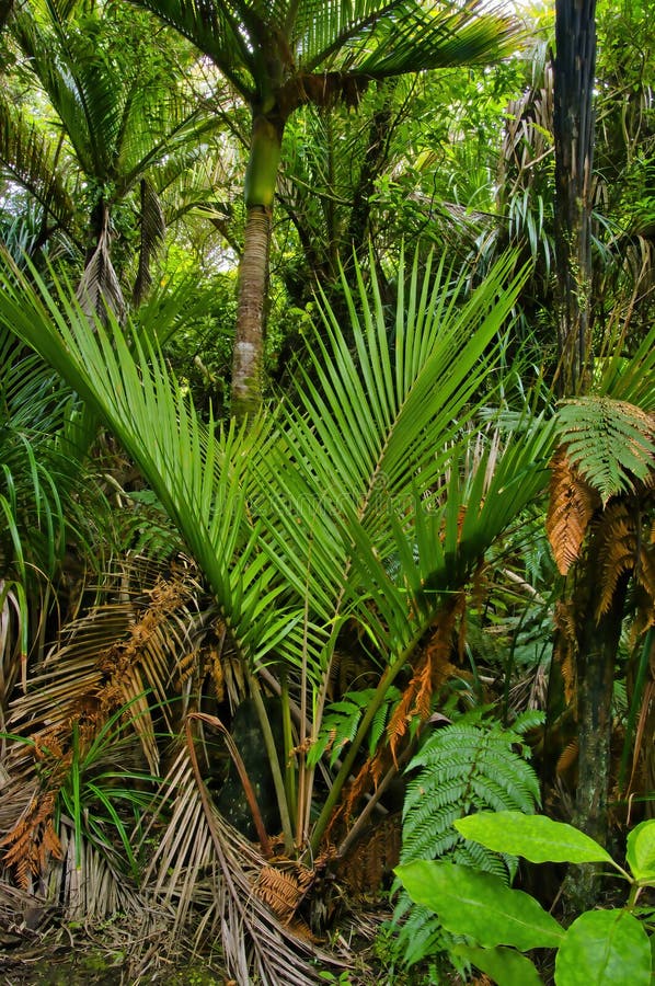 Nikau palms rhopalostylis sapida park narodowy kahurangi new zealand fotografia stock