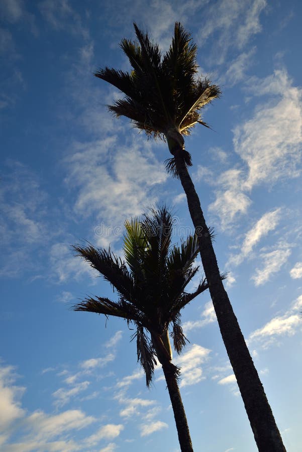 Nikau palmy obrazy royalty free
