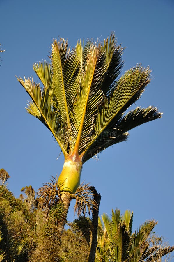Nikau palmy zdjęcia stock