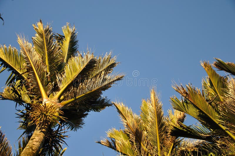 Nikau palmy fotografia stock