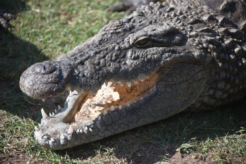 Nil-Krokodil mit offenem Mund auf dem Ufer lizenzfreie stockfotos