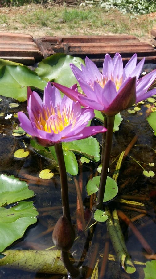 The Nil Manel flower, also known as the blue water lily or the Sri Lanka national flower, is a strikingly beautiful and culturally significant blossom. Endemic to Sri Lanka, this flower holds a special place in the hearts of its people and is deeply intertwined with the country's history, mythology, and traditions.The Nil Manel flower, scientifically known as Nymphaea stellata, is renowned for its stunning blue coloration. The petals are a delicate shade of sky blue, radiating tranquility and serenity. The flower blooms atop long, slender stems that rise from the depths of still waters, adding an ethereal touch to its overall appearance.This exquisite flower possesses a unique structure. Its petals are arranged in multiple layers, forming a symmetrical cup-like shape. The petals curve gracefully inward, creating a sense of depth and allure. The center of the Nil Manel flower showcases a cluster of golden-hued stamens, which contrast beautifully against the blue petals.One of the most captivating aspects of the Nil Manel flower is its captivating fragrance. It emits a subtle yet enchanting scent that is reminiscent of the gentle breezes that caress Sri Lanka's waterways. The fragrance adds an extra layer of allure, attracting not only humans but also bees and other pollinators, which play a vital role in its reproductive cycle.In Sri Lankan culture, the Nil Manel flower holds great significance. It is regarded as a symbol of purity, spirituality, and enlightenment. The flower is often associated with religious and mythological tales, with references found in ancient Sri Lankan literature and folklore. Its serene blue color is thought to represent wisdom, clarity, and the profound depths of knowledge.The Nil Manel flower is deeply connected to Sri Lanka's natural landscape. It thrives in shallow freshwater bodies, such as lakes, ponds, and slow-moving rivers, where its vibrant blossoms stand out against the surrounding greenery. The sight of these flowers in full bloom creates a mesmerizing visual spectacle, a testament to the country's natural beauty.As the national flower of Sri Lanka, the Nil Manel holds a position of pride and reverence. It symbolizes the nation's unique biodiversity and serves as a source of national identity and unity. Its recognition as the national flower highlights Sri Lanka's commitment to preserving its natural heritage and celebrating its rich cultural traditions.The Nil Manel flower's elegance, cultural significance, and connection to Sri Lanka's landscape make it a cherished emblem of the country. Its timeless beauty serves as a reminder of the nation's natural splendor and the deep-rooted bond between its people and the natural world.Usergenerate some tags for this article relaedChatGPTNil Manel flowerSri Lanka national flowerBlue water lilyNymphaea stellataFloral beautyCultural significanceMythology and folkloreSymbolism of purity and spiritualityFragrance of tranquilitySerene blue petalsBiodiversity of Sri LankaNatural heritage preservationBotanical marvelEnchanting bloomsSymbol of wisdom and enlightenmentFloral emblem of Sri LankaWaterway habitatsNational identityRich cultural traditionsNatural beauty of Sri Lanka. The Nil Manel flower, also known as the blue water lily or the Sri Lanka national flower, is a strikingly beautiful and culturally significant blossom. Endemic to Sri Lanka, this flower holds a special place in the hearts of its people and is deeply intertwined with the country's history, mythology, and traditions.The Nil Manel flower, scientifically known as Nymphaea stellata, is renowned for its stunning blue coloration. The petals are a delicate shade of sky blue, radiating tranquility and serenity. The flower blooms atop long, slender stems that rise from the depths of still waters, adding an ethereal touch to its overall appearance.This exquisite flower possesses a unique structure. Its petals are arranged in multiple layers, forming a symmetrical cup-like shape. The petals curve gracefully inward, creating a sense of depth and allure. The center of the Nil Manel flower showcases a cluster of golden-hued stamens, which contrast beautifully against the blue petals.One of the most captivating aspects of the Nil Manel flower is its captivating fragrance. It emits a subtle yet enchanting scent that is reminiscent of the gentle breezes that caress Sri Lanka's waterways. The fragrance adds an extra layer of allure, attracting not only humans but also bees and other pollinators, which play a vital role in its reproductive cycle.In Sri Lankan culture, the Nil Manel flower holds great significance. It is regarded as a symbol of purity, spirituality, and enlightenment. The flower is often associated with religious and mythological tales, with references found in ancient Sri Lankan literature and folklore. Its serene blue color is thought to represent wisdom, clarity, and the profound depths of knowledge.The Nil Manel flower is deeply connected to Sri Lanka's natural landscape. It thrives in shallow freshwater bodies, such as lakes, ponds, and slow-moving rivers, where its vibrant blossoms stand out against the surrounding greenery. The sight of these flowers in full bloom creates a mesmerizing visual spectacle, a testament to the country's natural beauty.As the national flower of Sri Lanka, the Nil Manel holds a position of pride and reverence. It symbolizes the nation's unique biodiversity and serves as a source of national identity and unity. Its recognition as the national flower highlights Sri Lanka's commitment to preserving its natural heritage and celebrating its rich cultural traditions.The Nil Manel flower's elegance, cultural significance, and connection to Sri Lanka's landscape make it a cherished emblem of the country. Its timeless beauty serves as a reminder of the nation's natural splendor and the deep-rooted bond between its people and the natural world.Usergenerate some tags for this article relaedChatGPTNil Manel flowerSri Lanka national flowerBlue water lilyNymphaea stellataFloral beautyCultural significanceMythology and folkloreSymbolism of purity and spiritualityFragrance of tranquilitySerene blue petalsBiodiversity of Sri LankaNatural heritage preservationBotanical marvelEnchanting bloomsSymbol of wisdom and enlightenmentFloral emblem of Sri LankaWaterway habitatsNational identityRich cultural traditionsNatural beauty of Sri Lanka