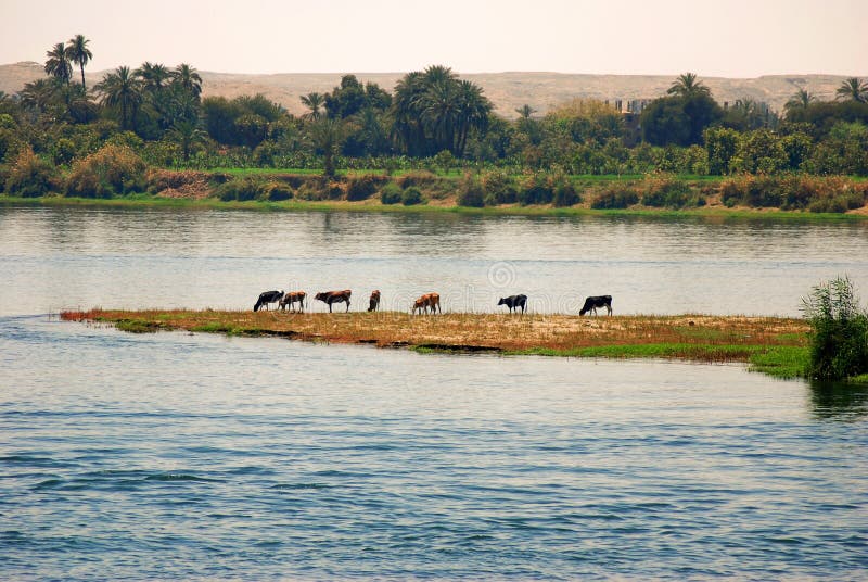 Vacas pastos sobre el bancos de un rio,.