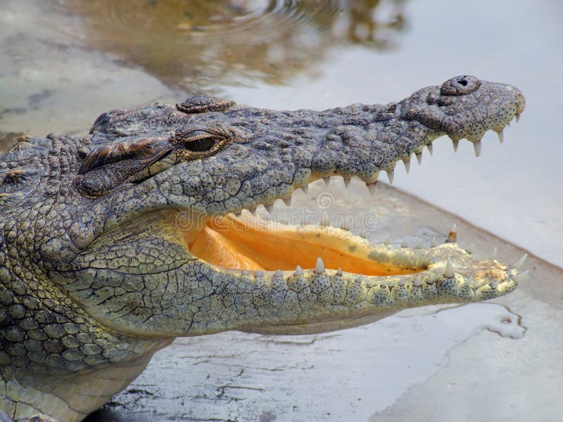 Portrait of a nile crocodile (Crocodylus niloticus) resting with mouth open, southern Africa