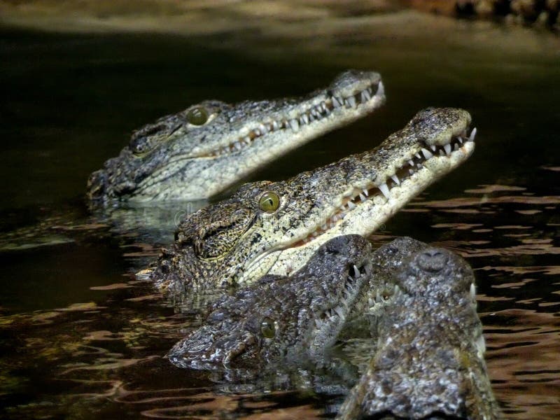 Nile crocodile Crocodylus niloticus, crocodles looking out of the water waiting to feed stock photos Nile crocodile Crocodylus niloticus, crocodles looking out of the water waiting to feed stock photos