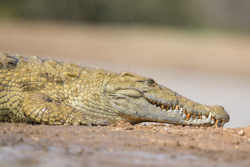 Nile Crocodile (Crocodylus-niloticus) Zuid-Afrika stock fotografie Nile Crocodile (Crocodylus-niloticus) Zuid-Afrika stock fotografie