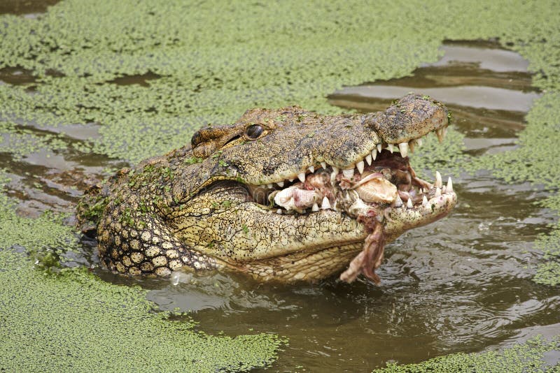 A nile crocodile eating